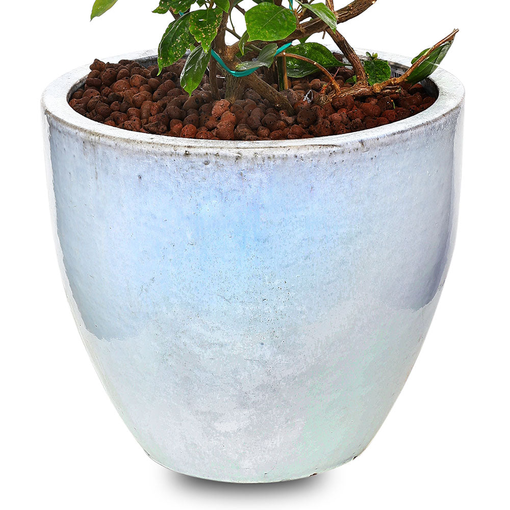 BOUGAINVILLEA ROMA IN WHITE CERAMIC POT