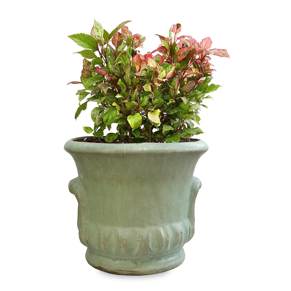  هيبسكس روزا - في حوض سيراميك أخضر - ارتفاع 60 سم