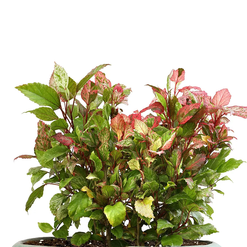  هيبسكس روزا - في حوض سيراميك أخضر - ارتفاع 60 سم