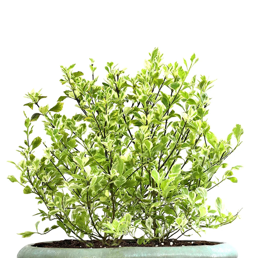 DURANTA ERECTA VARIEGATED IN ALMERIA GREEN CERAMIC POT