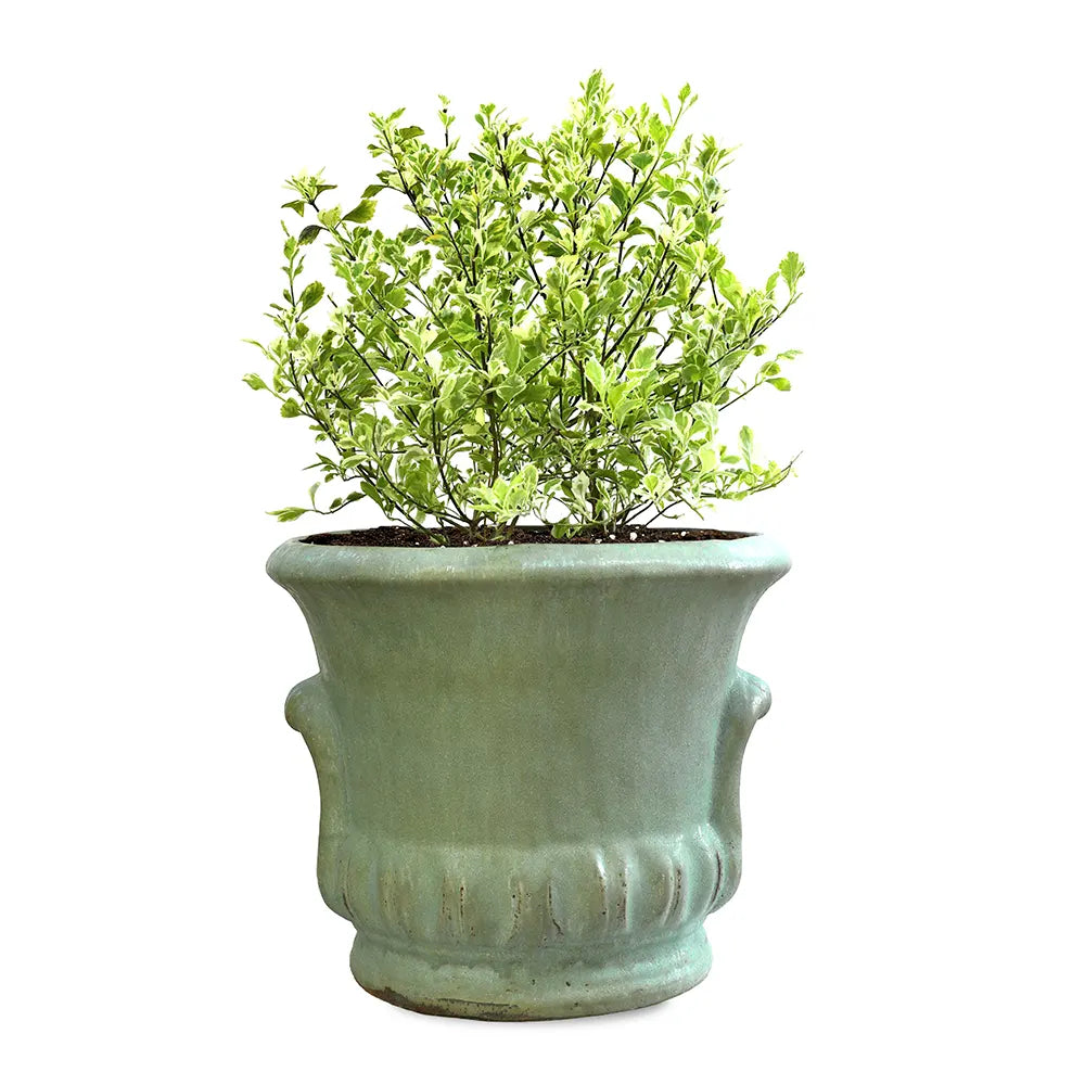 DURANTA ERECTA VARIEGATED IN ALMERIA GREEN CERAMIC POT