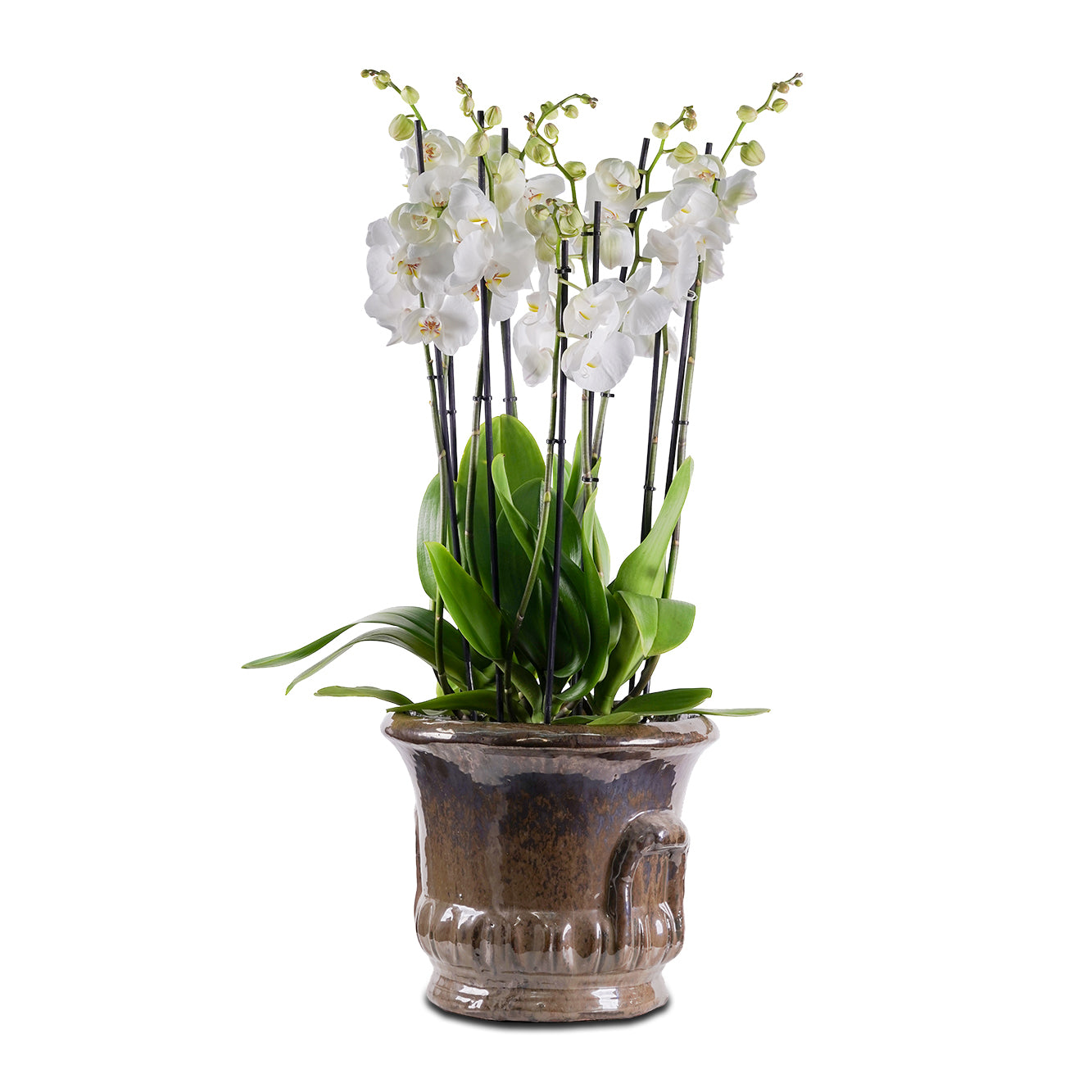  أوركيد في حوض بريدا