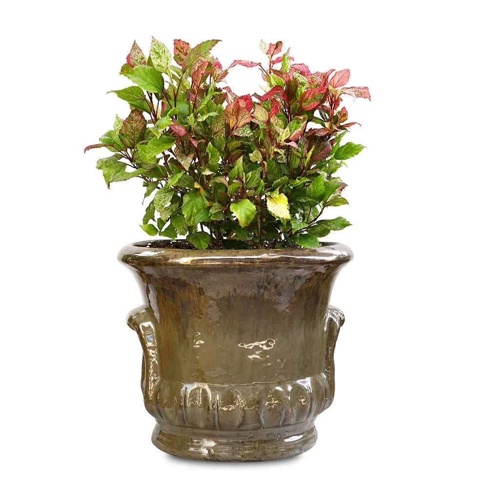  هيبسكس روزا - في حوض سيراميك أخضر زيتوني - ارتفاع 60 سم