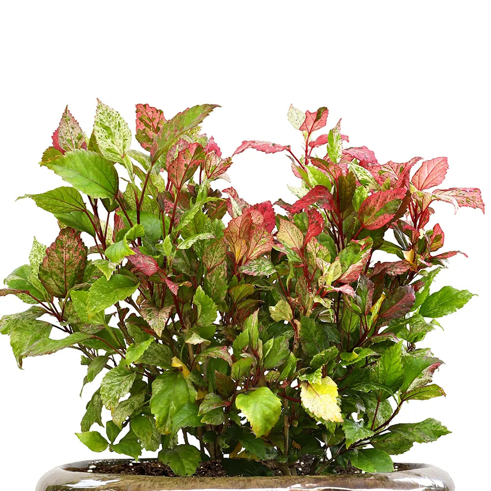  هيبسكس روزا - في حوض سيراميك أخضر زيتوني - ارتفاع 60 سم