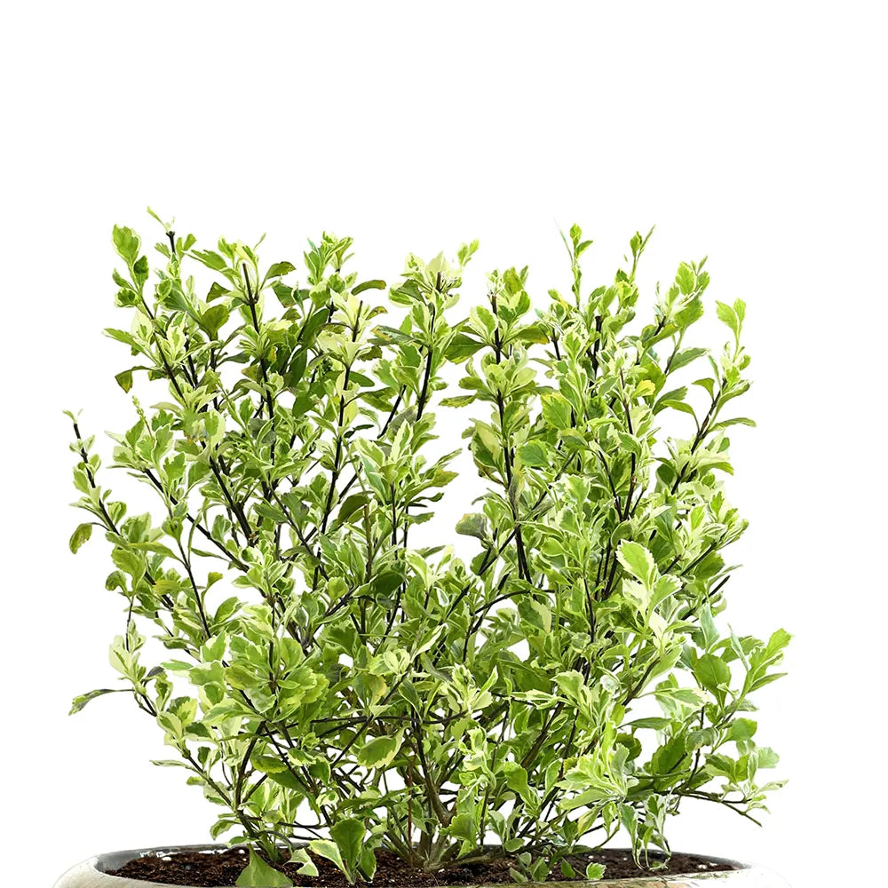  دورانتا إيريكتا مبرقشة - في حوض سيراميك أخضر زيتوني - ارتفاع 60 سم