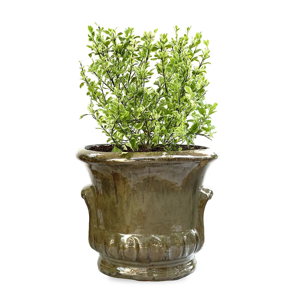  دورانتا إيريكتا مبرقشة - في حوض سيراميك أخضر زيتوني - ارتفاع 60 سم