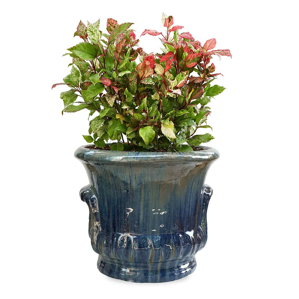 HIBISCUS ROSA IN ALMERIA BLUE CERAMIC POT