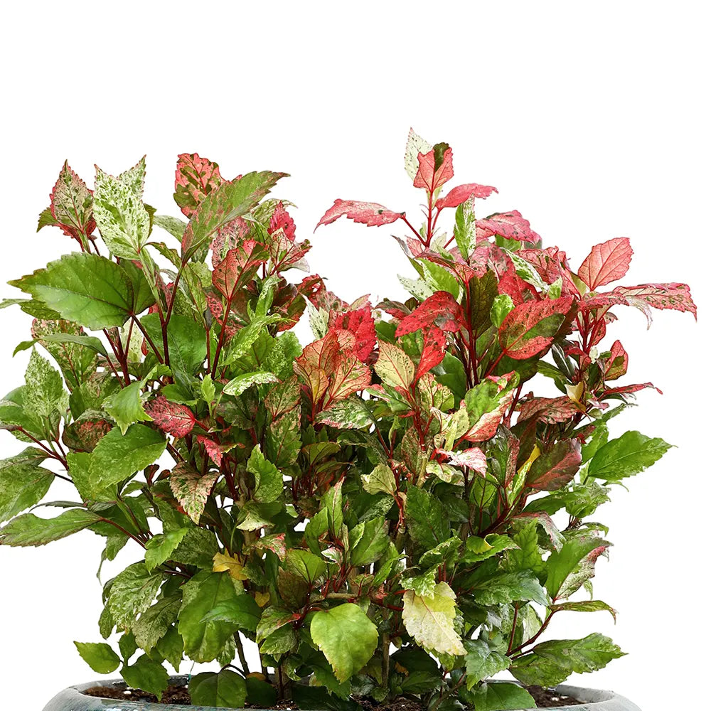 HIBISCUS ROSA IN ALMERIA BLUE CERAMIC POT