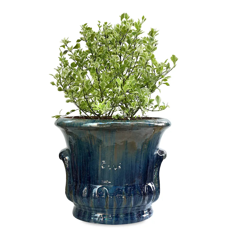 DURANTA ERECTA VARIEGATED IN ALMERIA BLUE CERAMIC POT