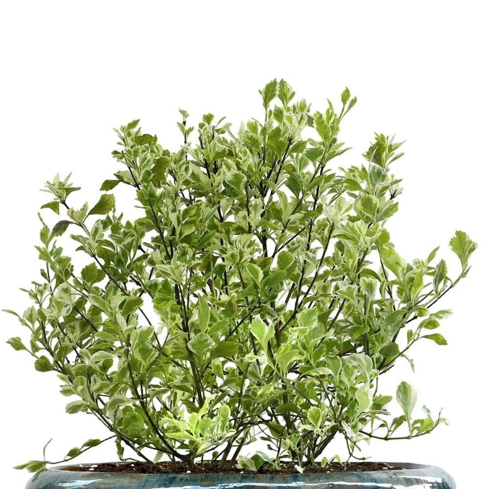 DURANTA ERECTA VARIEGATED IN ALMERIA BLUE CERAMIC POT