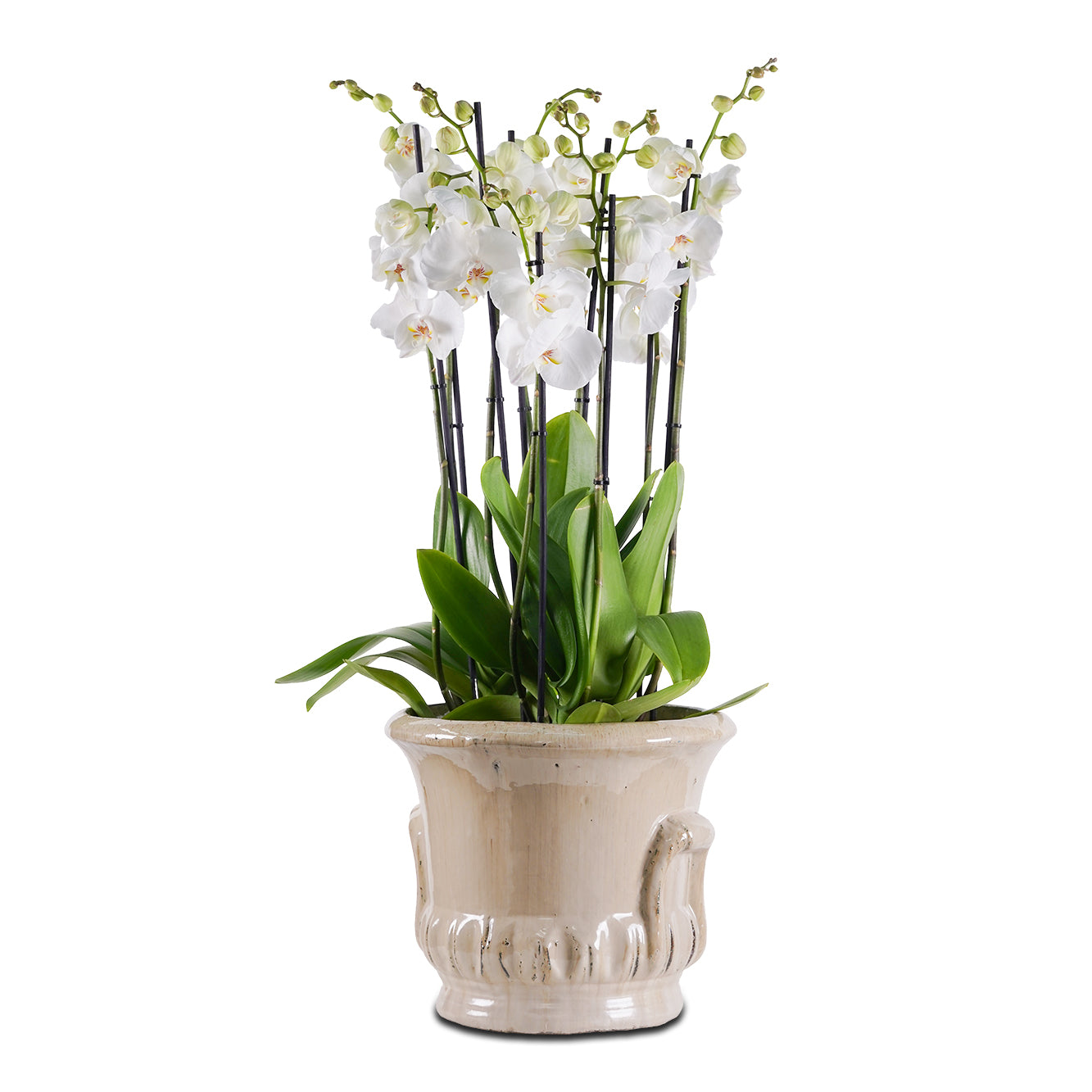 أوركيد في حوض بريدا كريمي