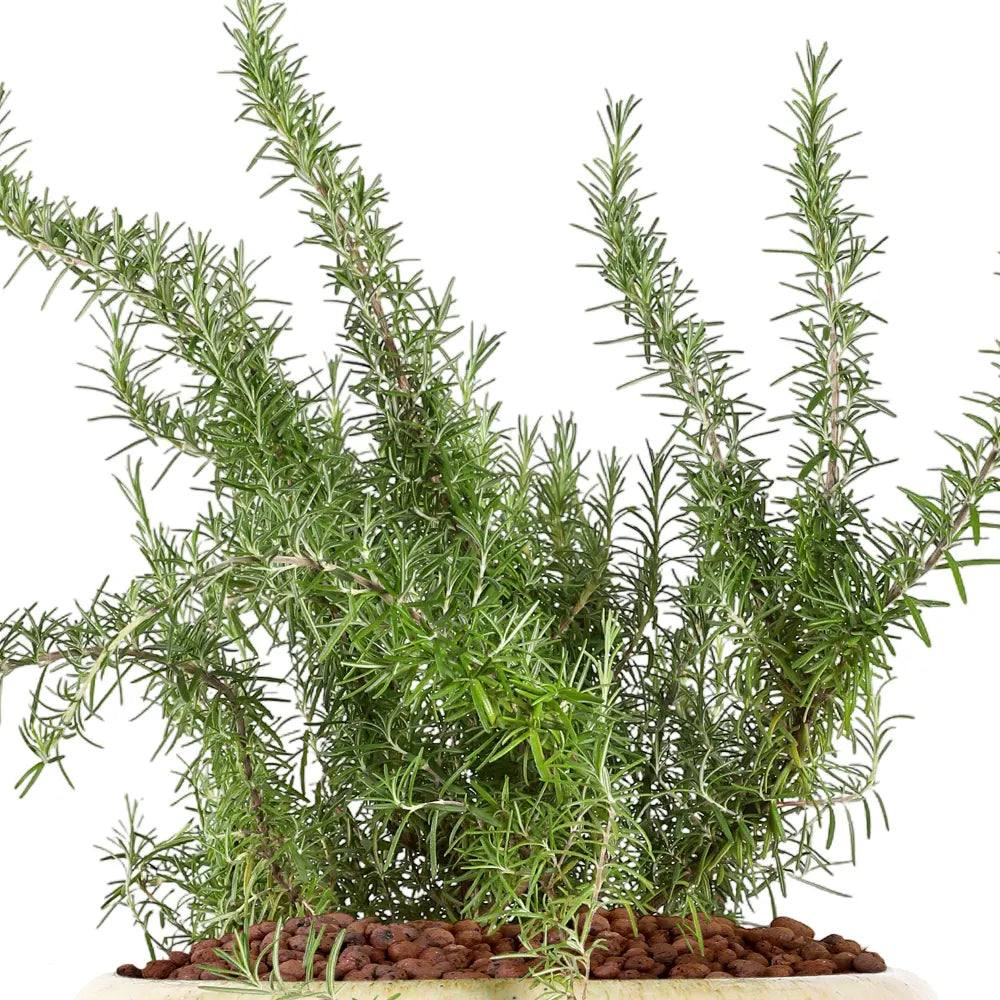 إكليل الجبل (روزماري) - في حوض سيراميك كريمي - ارتفاع 60 سم