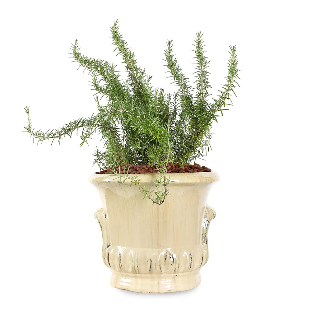 إكليل الجبل (روزماري) - في حوض سيراميك كريمي - ارتفاع 60 سم