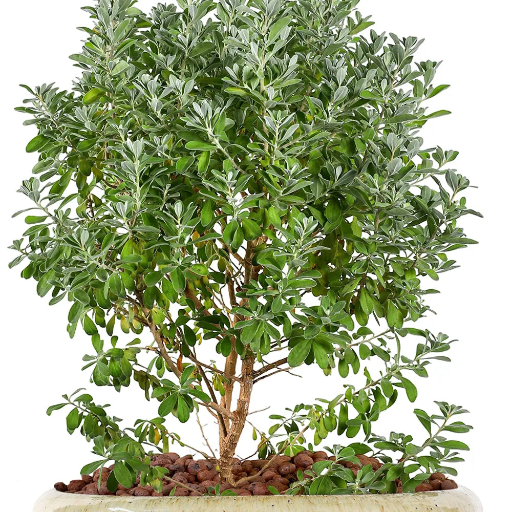 LECOPHYLLUM IN ALMERIA CREAMY CERAMIC POT