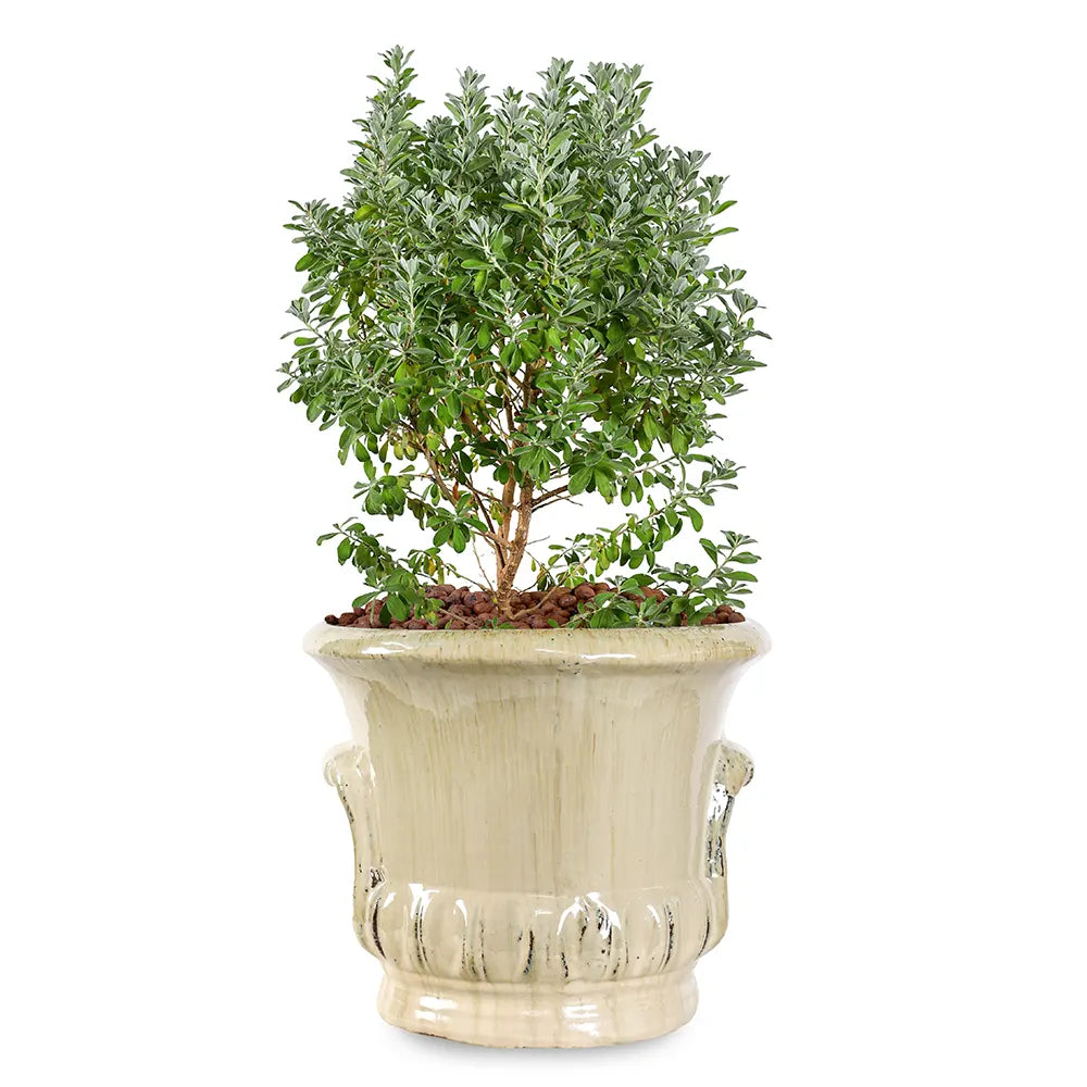 LECOPHYLLUM IN ALMERIA CREAMY CERAMIC POT