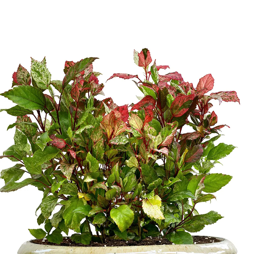 HIBISCUS ROSA IN ALMERIA CREAMY CERAMIC POT