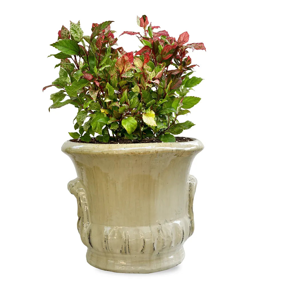 HIBISCUS ROSA IN ALMERIA CREAMY CERAMIC POT