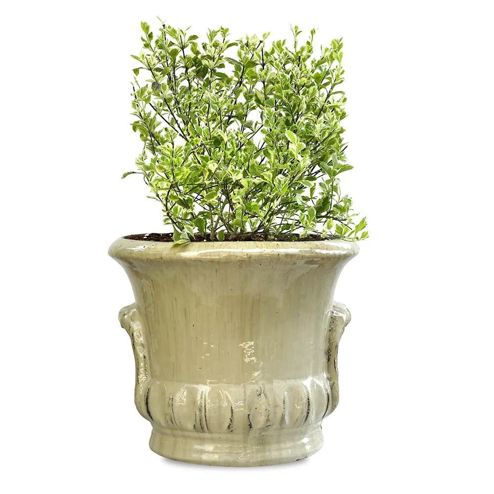 DURANTA ERECTA VARIEGATED IN ALMERIA CREAMY CERAMIC POT
