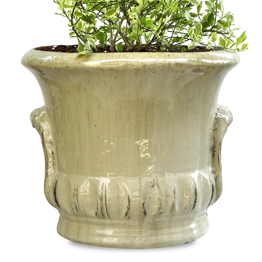 DURANTA ERECTA VARIEGATED IN ALMERIA CREAMY CERAMIC POT