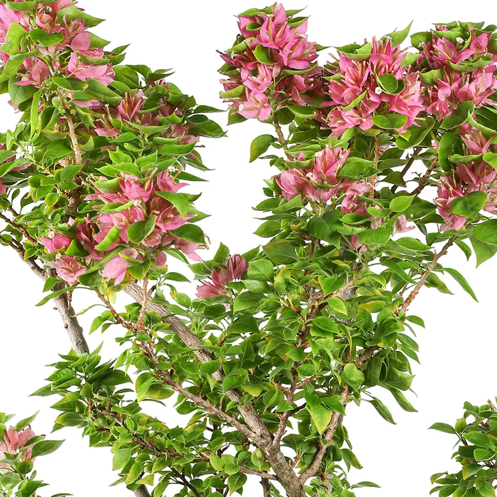 BOUGAINVILLEA CATANIA IN ALMERIA CREAMY CERAMIC POT