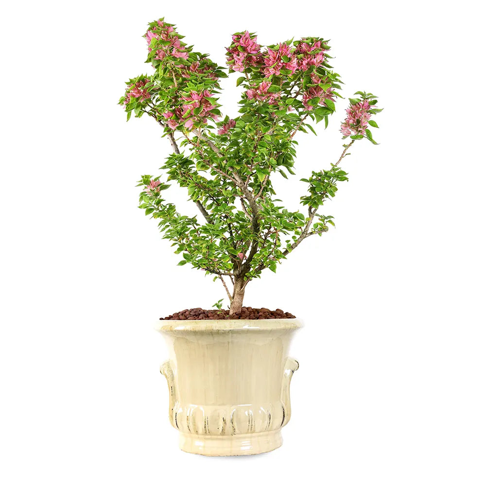 BOUGAINVILLEA CATANIA IN ALMERIA CREAMY CERAMIC POT