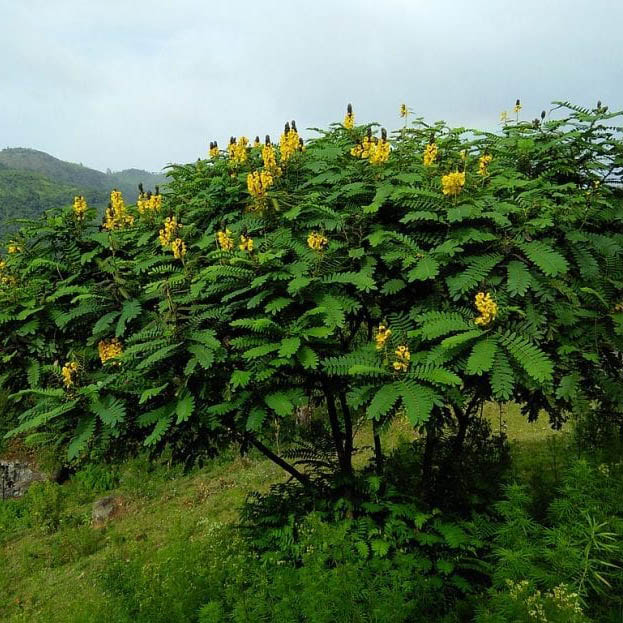 CASSIA SENNA DIDYMOBOTRYA 1.5MTR      كاسيا سينا 1.5 متر