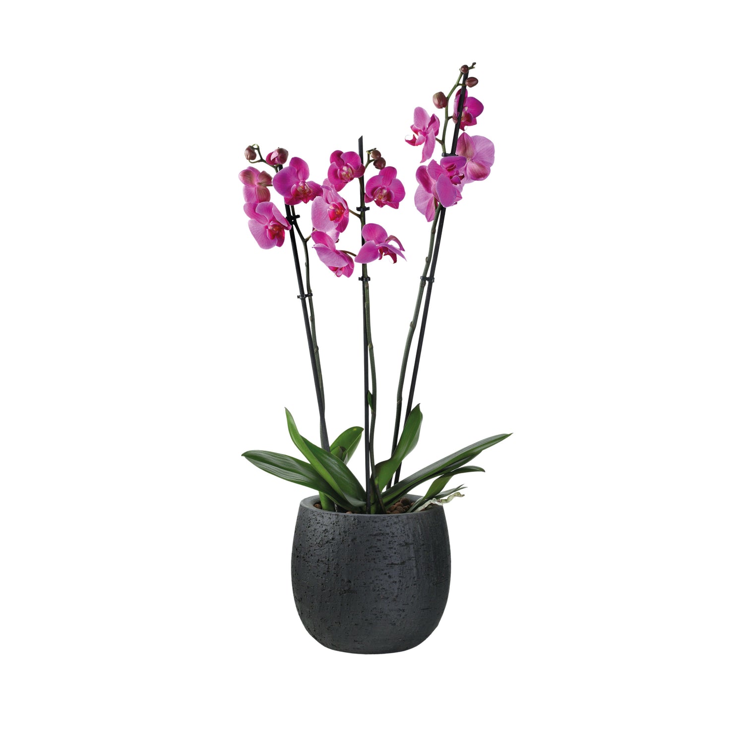 ORCHIDS IN AMIENS BLACK CERAMIC POT - أوركيد في حوض سيراميك أسود