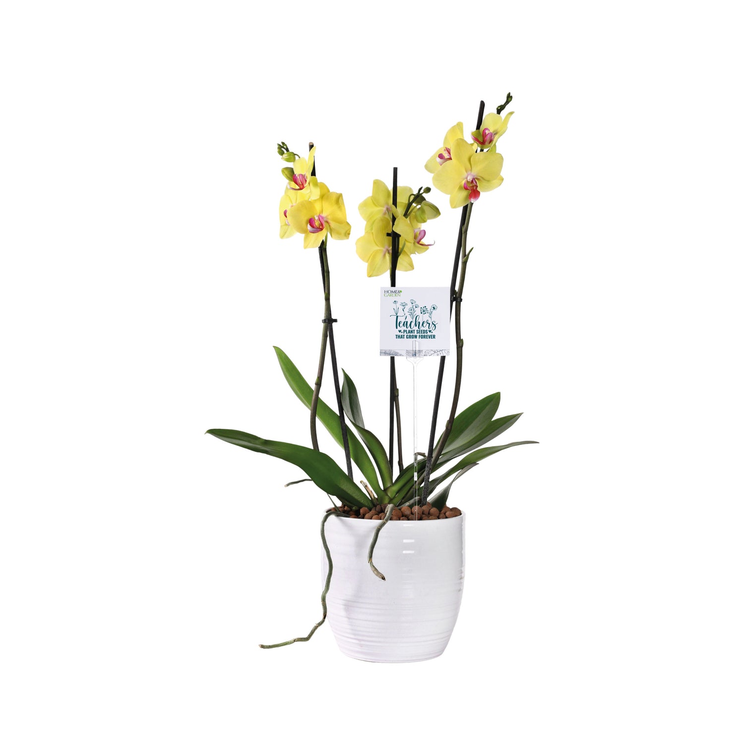 ORCHIDS IN PEORIASH PLANTER - أوركيد في حوض بيورياش