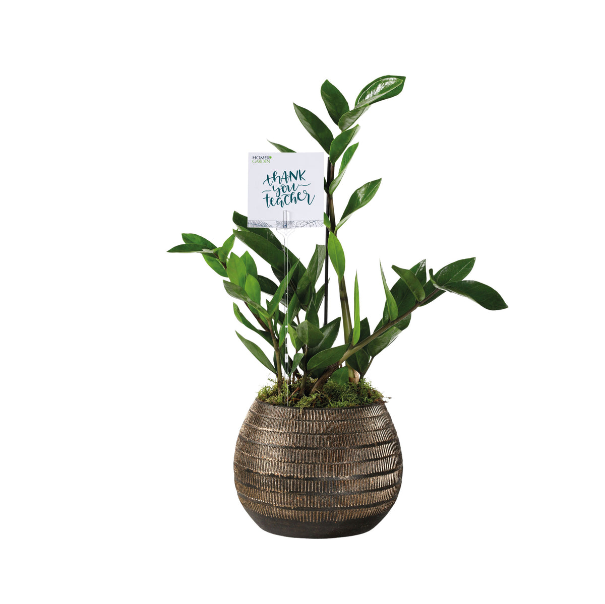 ZAMIOCULCAS IN BRILON PLANTER - زاميوكولكاس (زاميا) في حوض بريلون