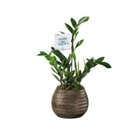 ZAMIOCULCAS IN BRILON PLANTER - زاميوكولكاس (زاميا) في حوض بريلون