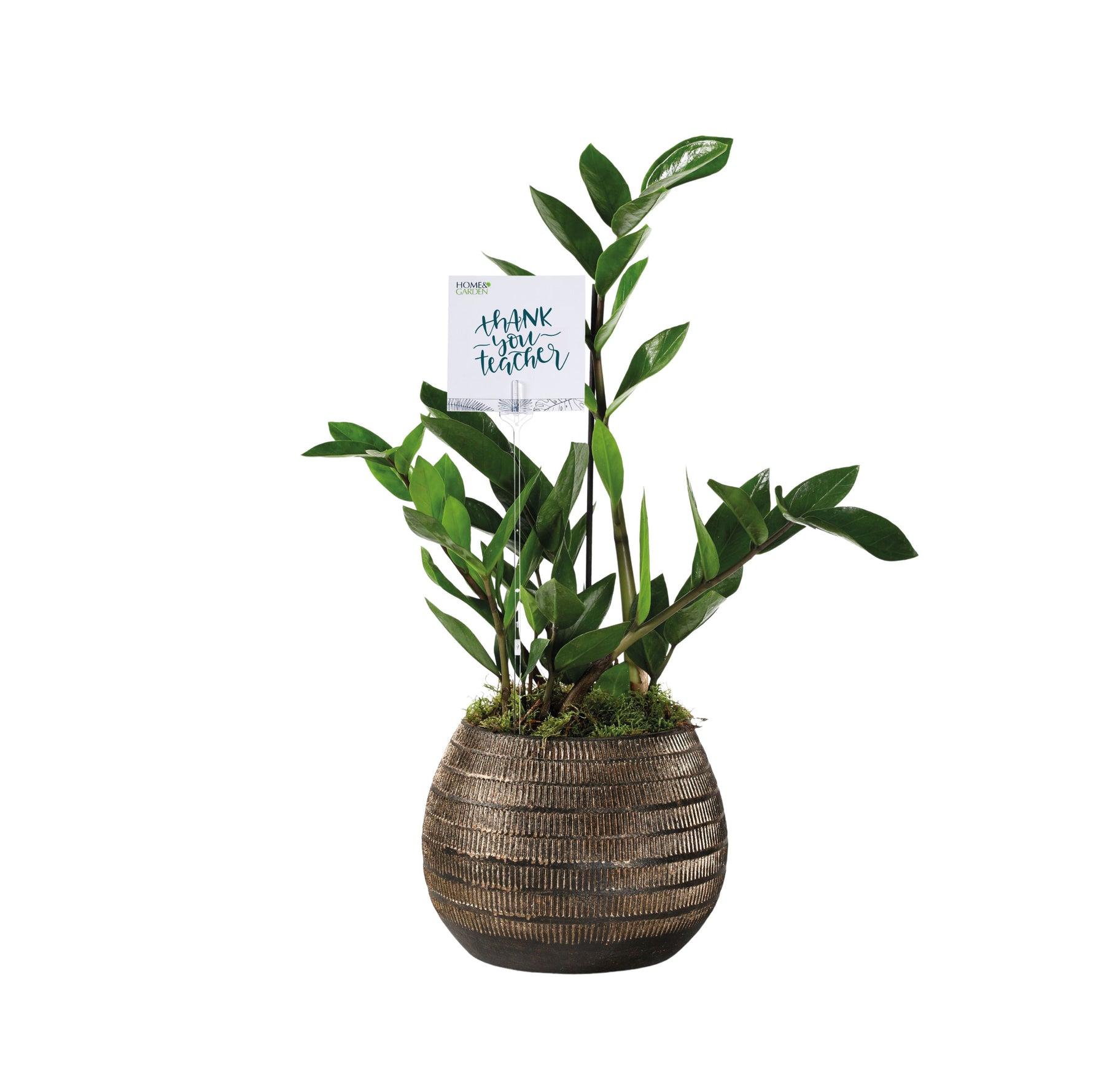 ZAMIOCULCAS IN BRILON PLANTER - زاميوكولكاس (زاميا) في حوض بريلون