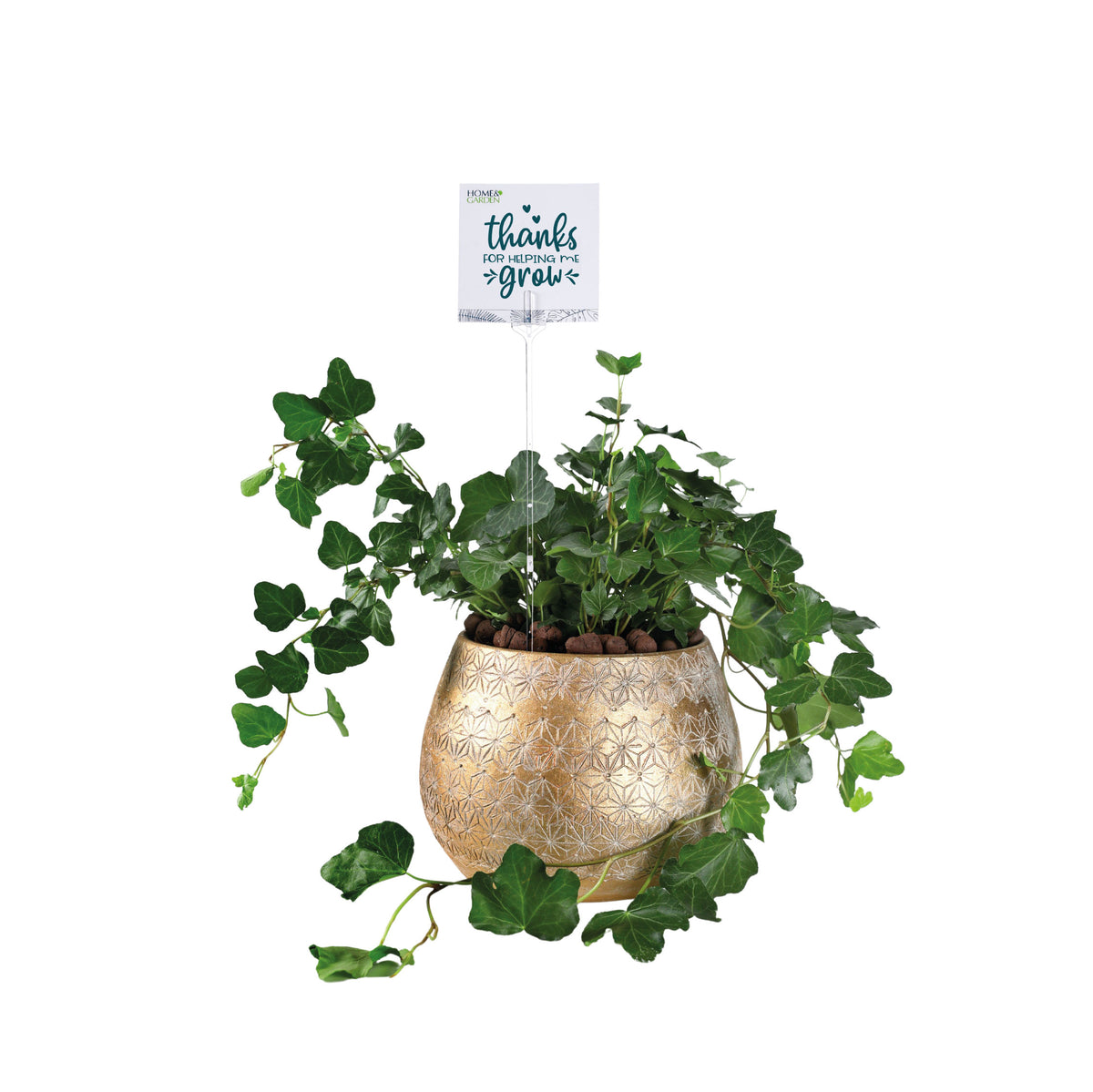 HEDERA IN AMBERG CERAMIC POT - هيديرا في حوض سيراميك أمبرج