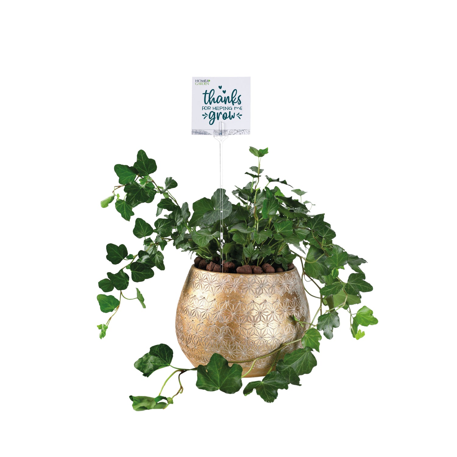 HEDERA IN AMBERG CERAMIC POT - هيديرا في حوض سيراميك أمبرج