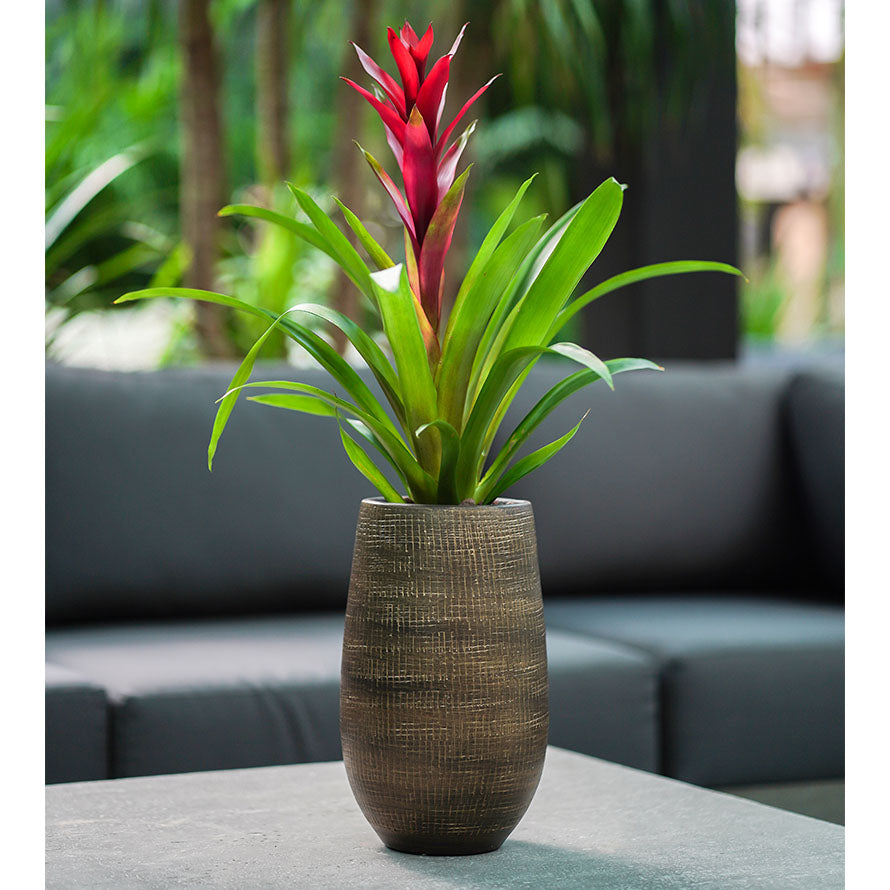 GUZMANIA IN SHINY GOLD TALL PLANTER 30CM القوزمينيا في حوض اوكسينو