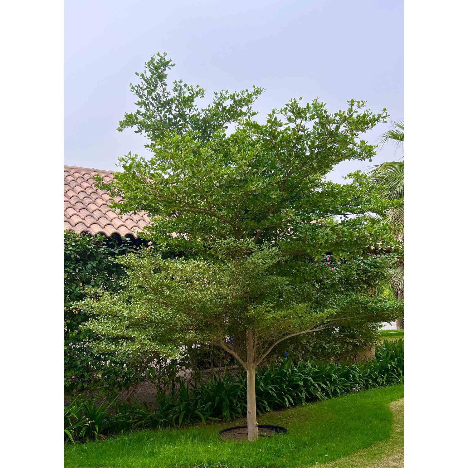 TERMINALIA MANTALY 1-1.5 MTR ترميناليا