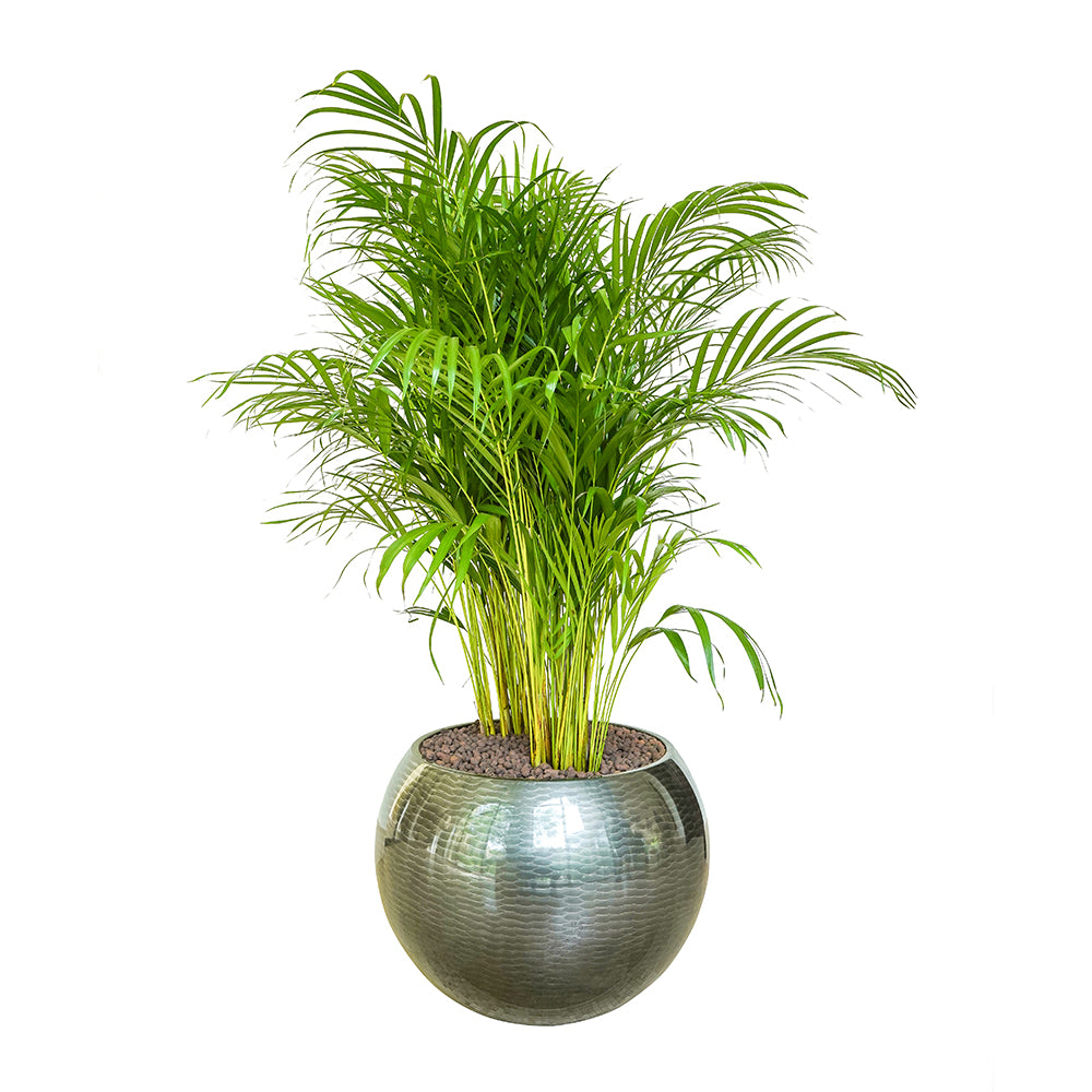 ARECA PALM (DYPSIS LUTESCENS) IN NIGERIA BLACK PLANTER D60CM أريكا في حوض نيجيريا