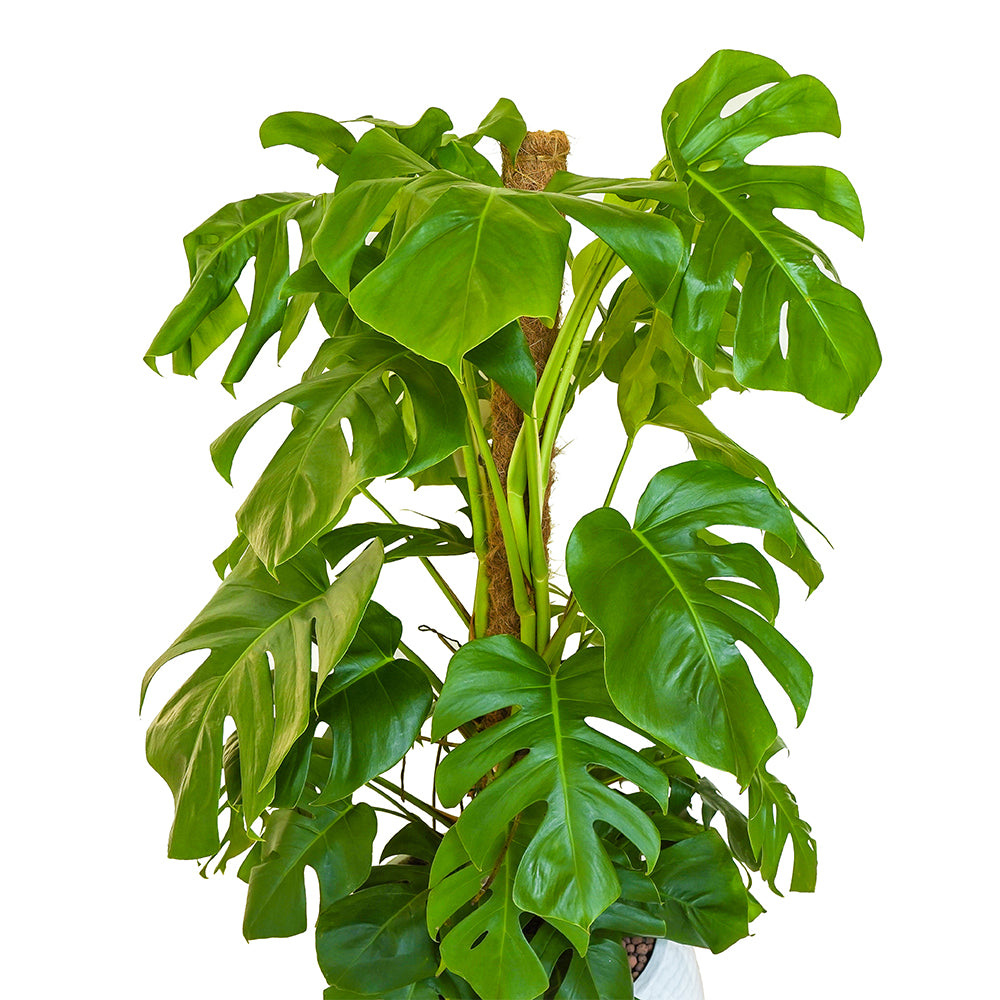 MONSTERA DELICIOSA IN NIGERIA PLANTER مونستيرا في حوض نيجيريا