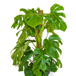MONSTERA DELICIOSA IN NIGERIA PLANTER مونستيرا في حوض نيجيريا