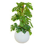 MONSTERA DELICIOSA IN NIGERIA PLANTER مونستيرا في حوض نيجيريا