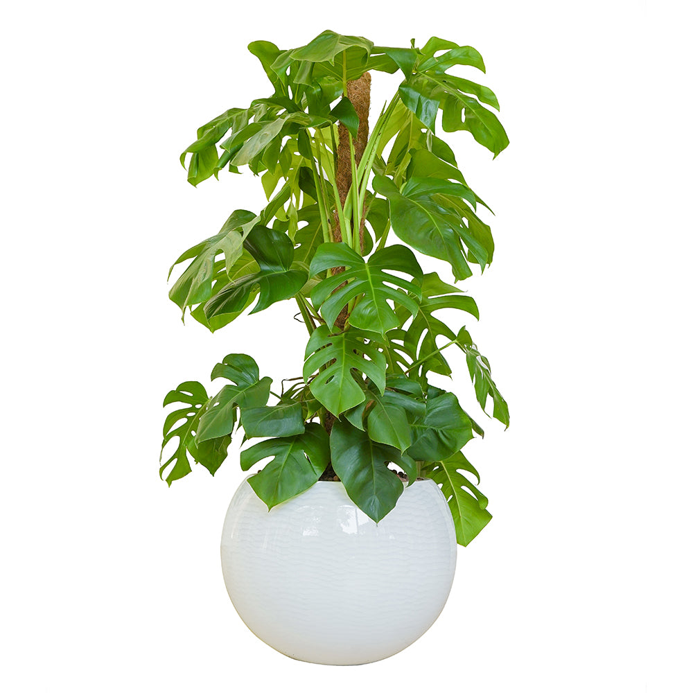 MONSTERA DELICIOSA IN NIGERIA PLANTER مونستيرا في حوض نيجيريا