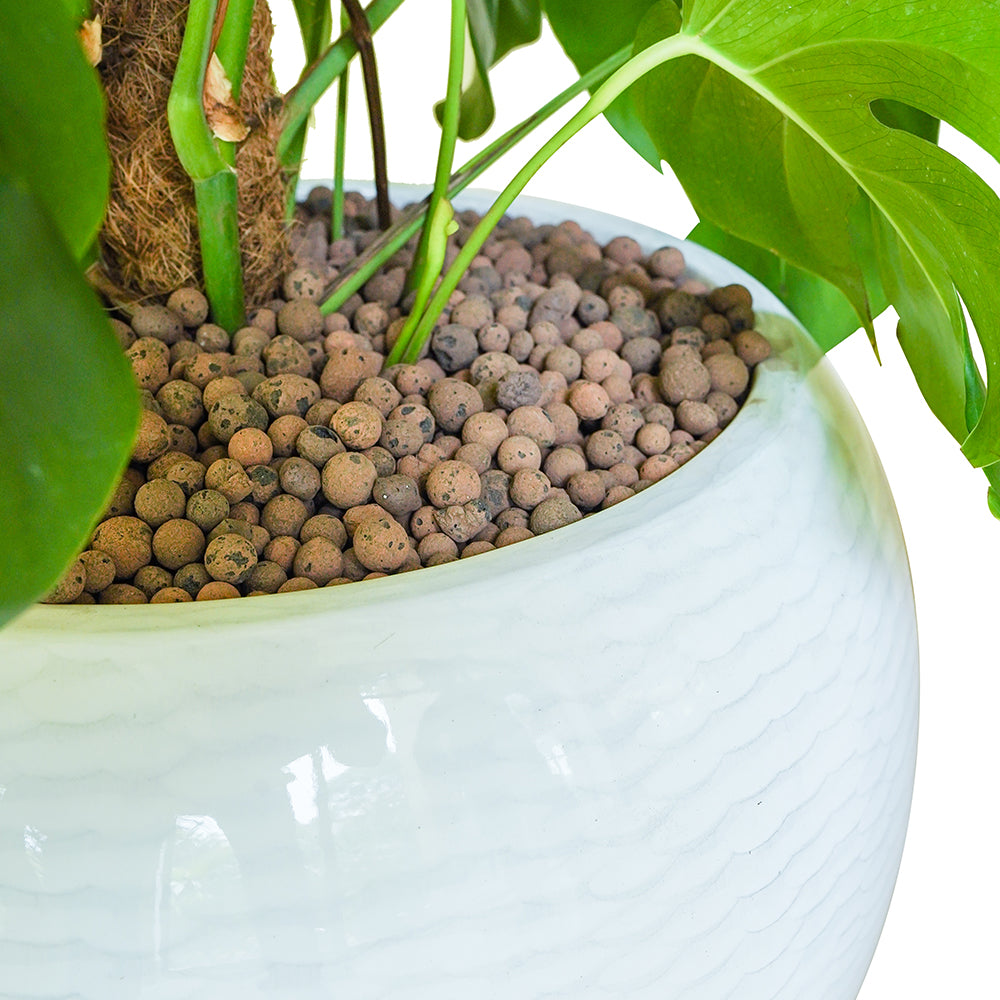 MONSTERA DELICIOSA IN NIGERIA PLANTER مونستيرا في حوض نيجيريا