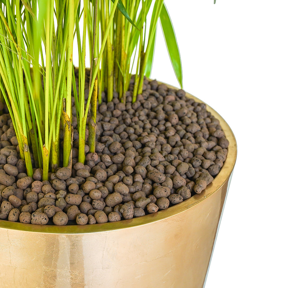 Areca Palm Potted In Tall Polyresin Pot Online Indoor Plants Kuwait