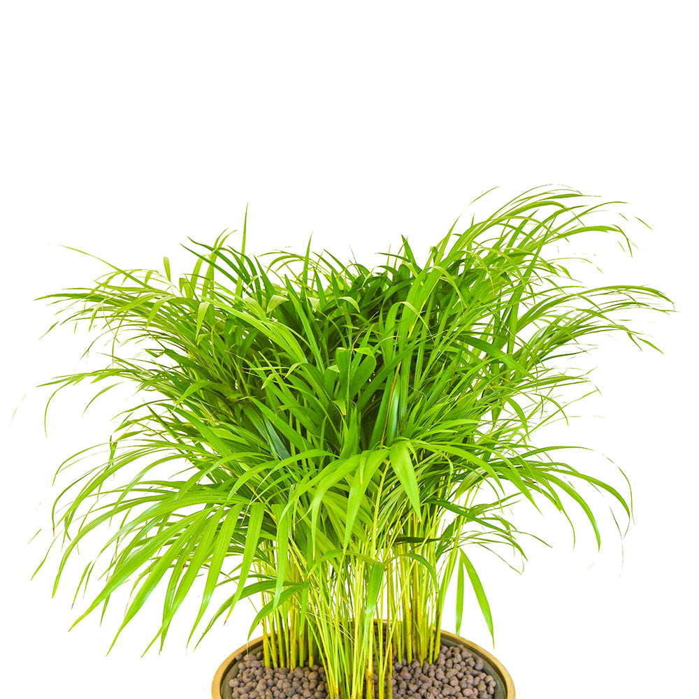 Areca Palm Potted In Tall Polyresin Pot Online Indoor Plants Kuwait