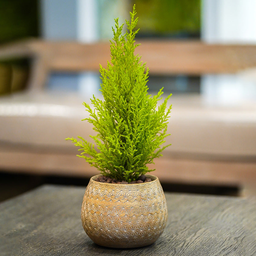 CUPRESSUS IN GOLDEN CERAMIC POT السرو في حوض سيراميك ذهبي