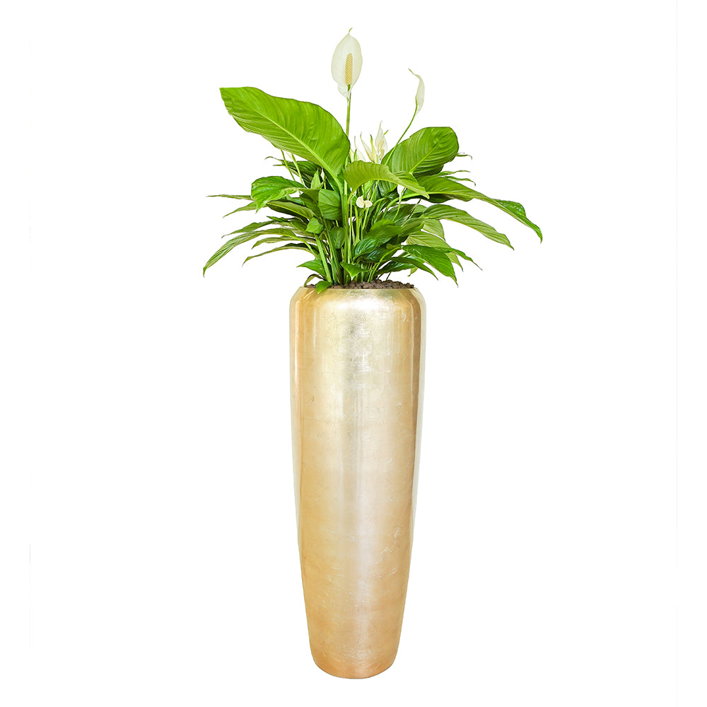 SPATHIPHYLLUM IN PRETORIA CHAMPAGNE POLYRESIN POT سباثيفيلوم في حوض بريتوريا