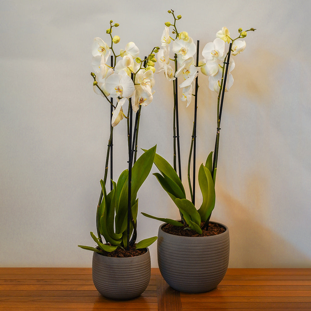 ORCHIDS IN LYNN UMBER STONE PLANTERS