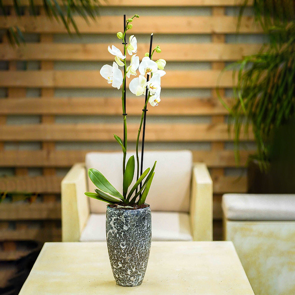 WHITE ORCHID IN GLASS VASE