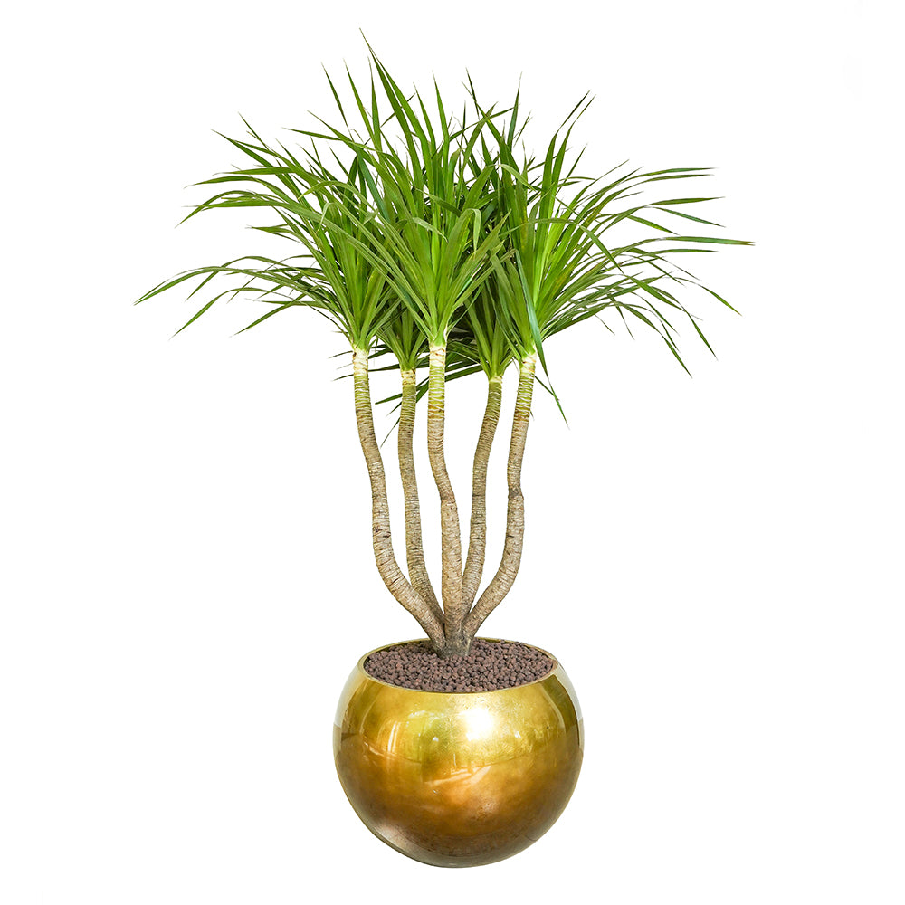 DRACAENA DRACO BRANCHED IN  MAPUTO HONEY GRADIENT POT  دراسينا دراكو المتفرعه في حوض مابوتو