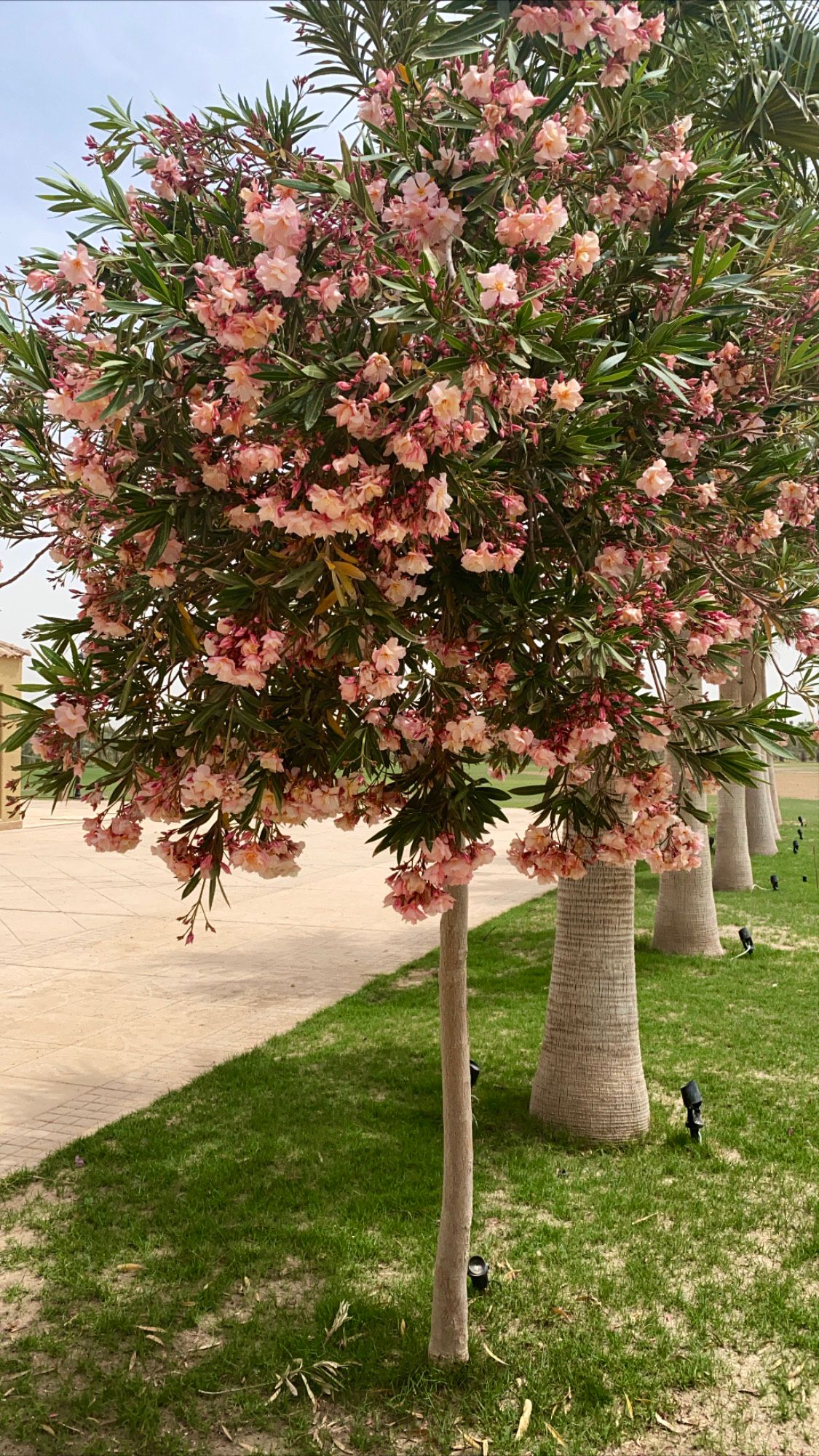 NERIUM OLEANDER V.24 ALBERO ( نيريم اوليندر (الدفلة