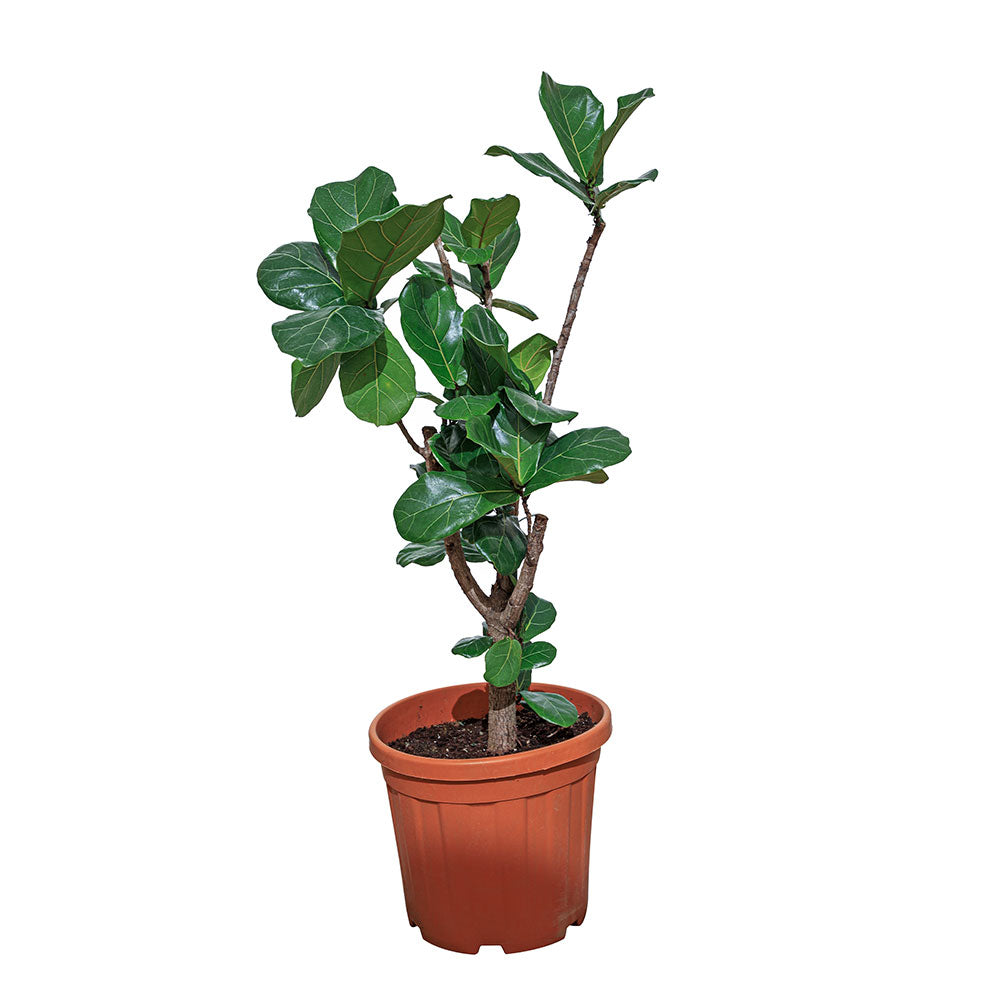 FICUS LYRATA TREE  شجرة فيكس ليراتا